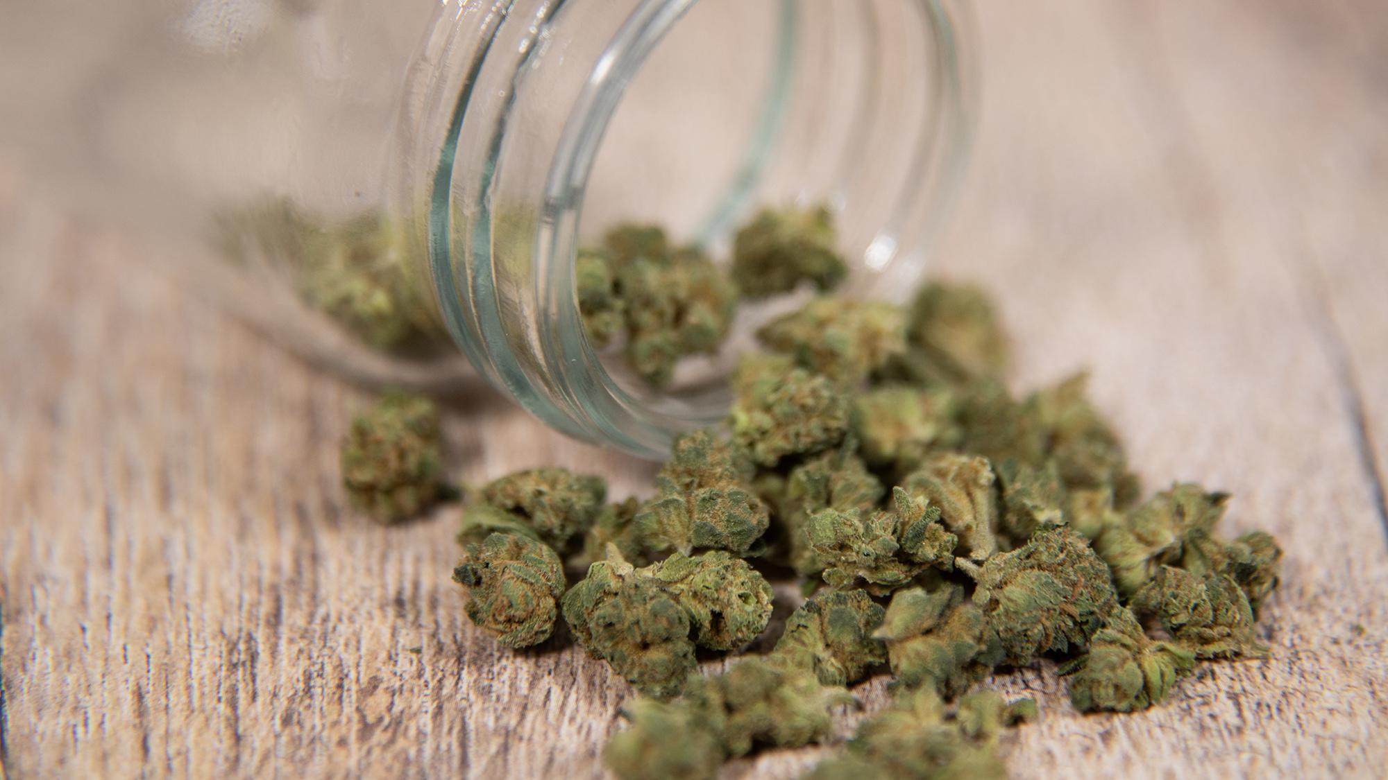 Modern Breeding Trends Reshaping Commercial Cannabis Operations