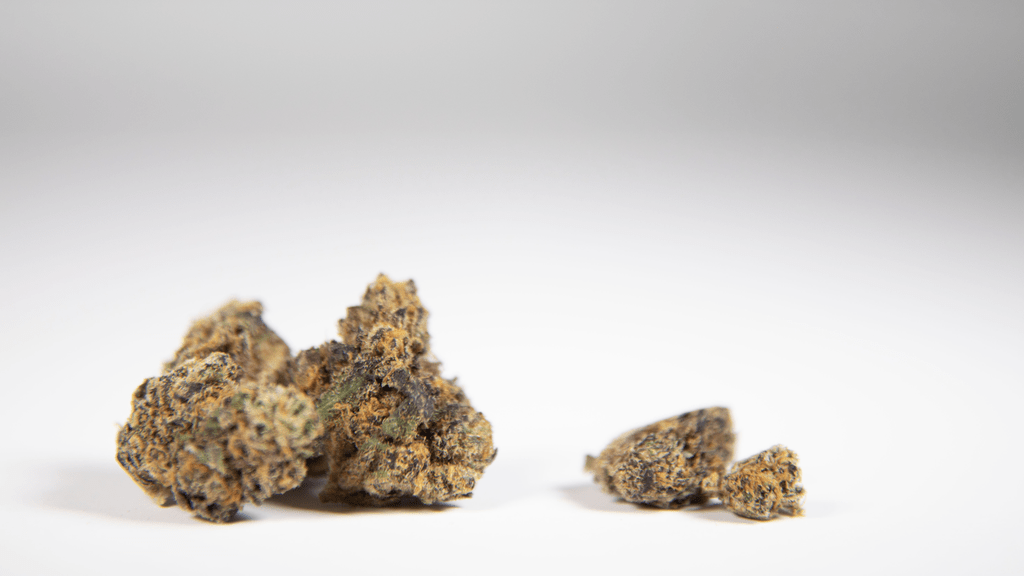 See the Growers, Smell the Strains – Must-Visit Cannabis Festivals and Events